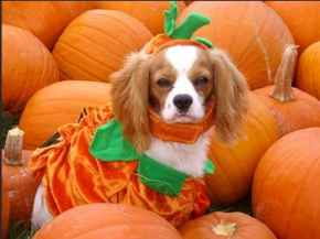 Picture for category Halloween (ITEMS ARE FINAL SALE)